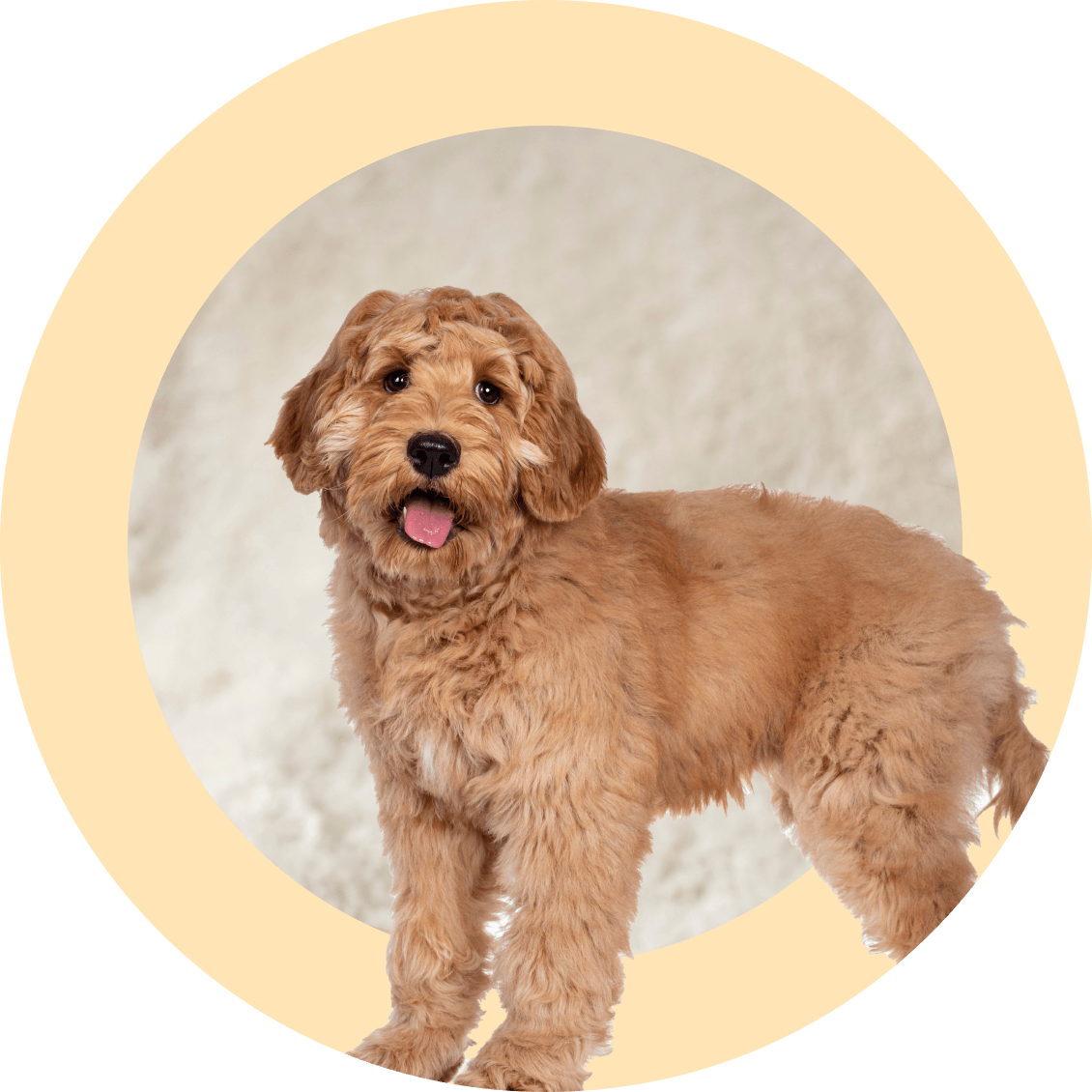 Training When You Don't Have Time To Train - McCann Professional Dog Trainers