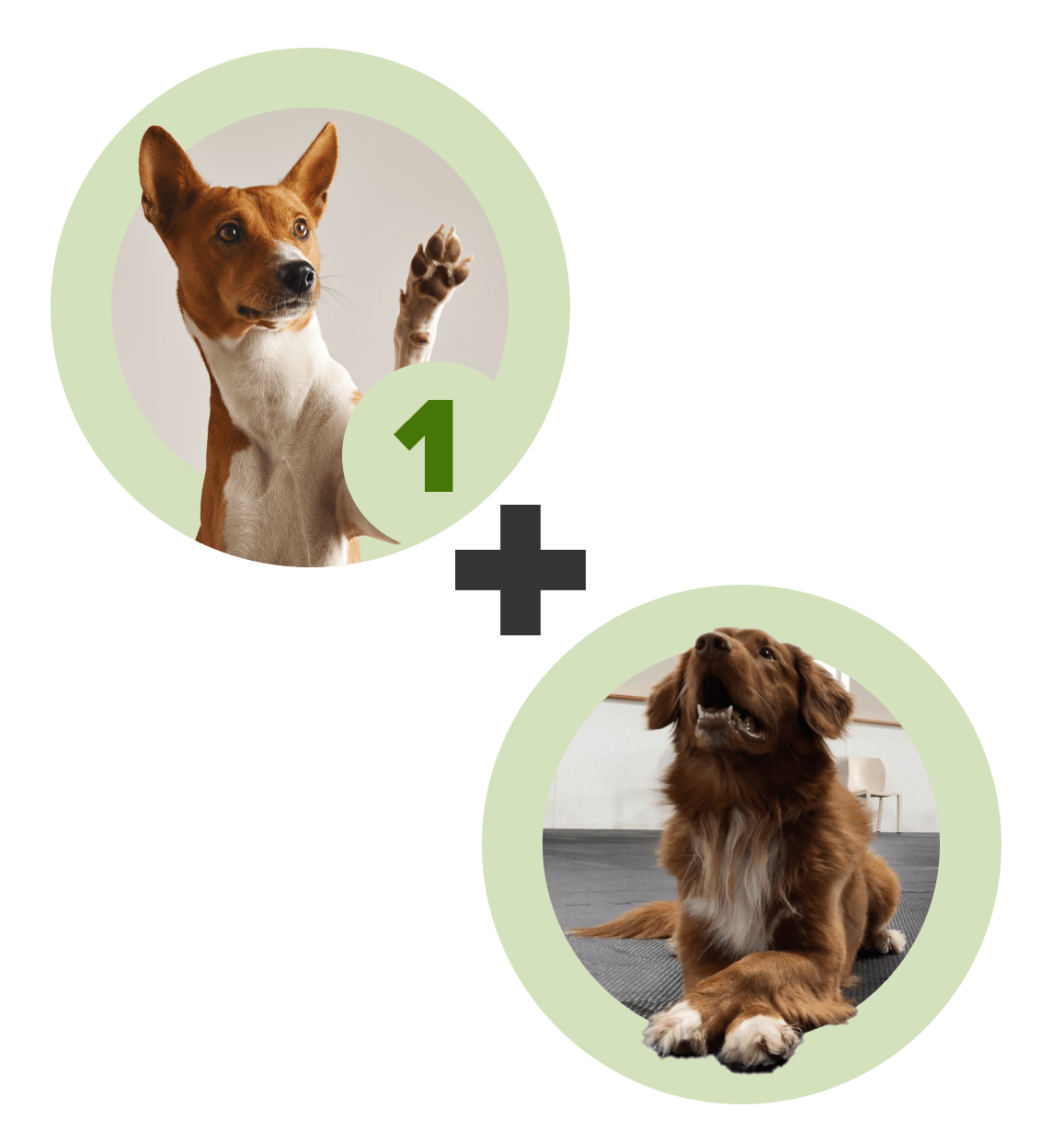 Trick Bundle: Cross Your Feet & Trick Shaping Workshops - McCann Professional Dog Trainers