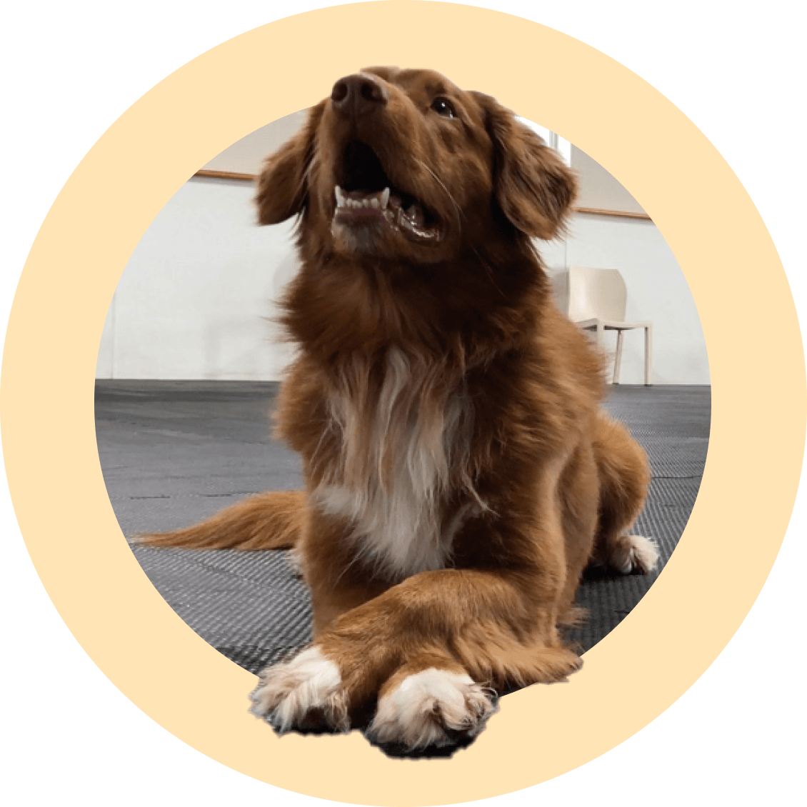Trick: Cross Your Feet - McCann Professional Dog Trainers