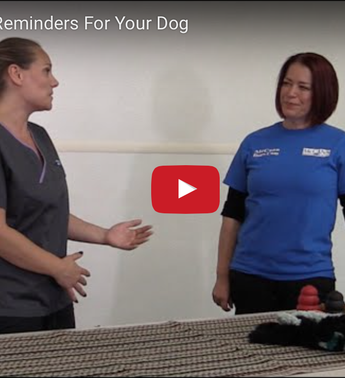 Chewing Safety with McCann Professional Dog Trainers